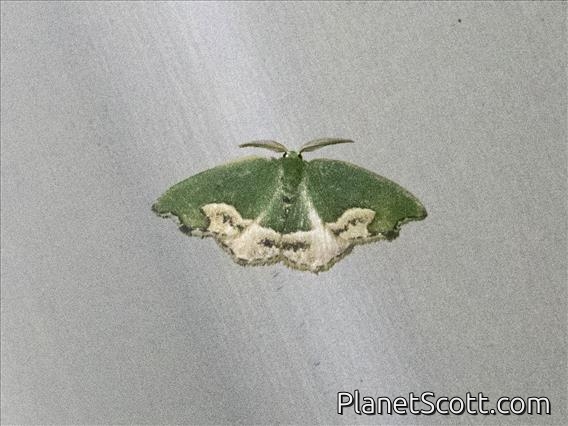 Emerald Moth (Dysdamartia quaesita)