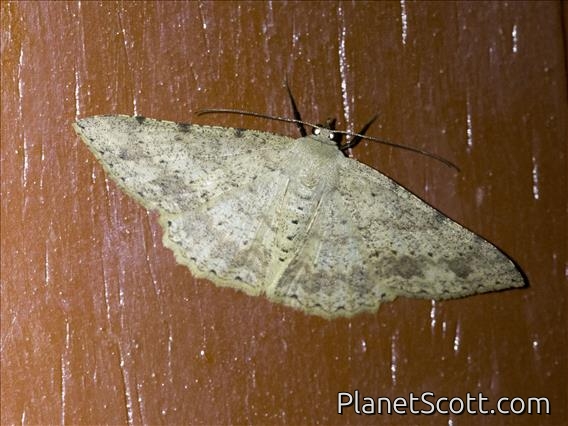 Geometer Moth (Luxiaria subrasata)