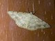 Geometer Moth (Luxiaria subrasata)