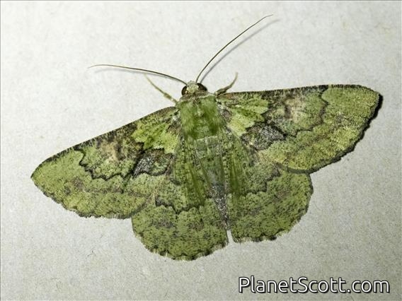 Emerald Moth (Aeolochroma sp)