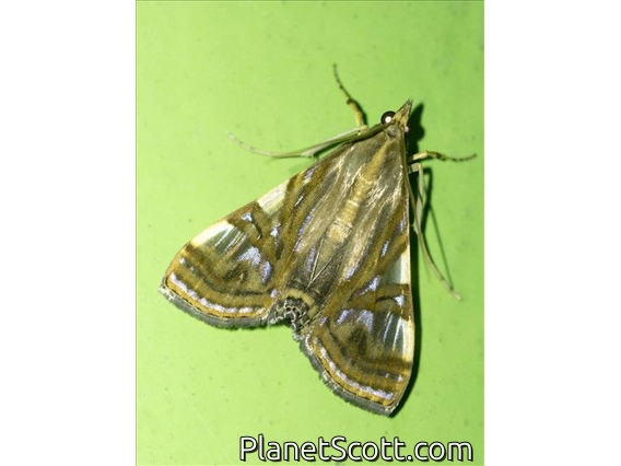 Pearl Moth (Glyphodes exquisitalis)
