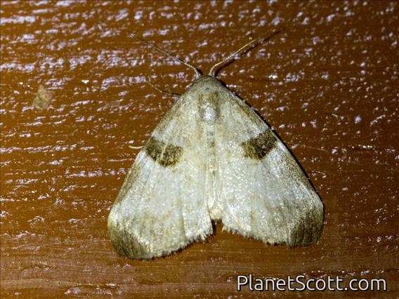 Tufted Moth (Meganola hemizona)