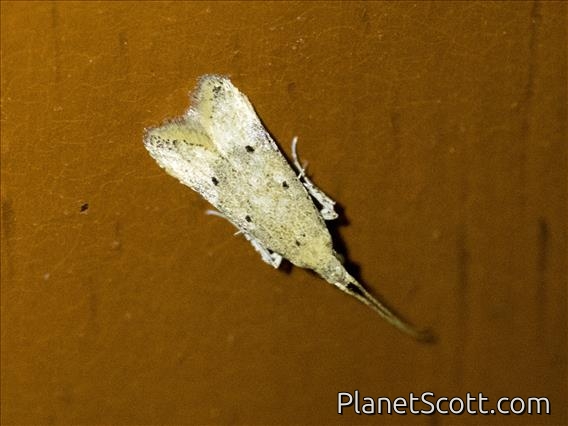 Long-horned Moth (Lecithoceridae sp)