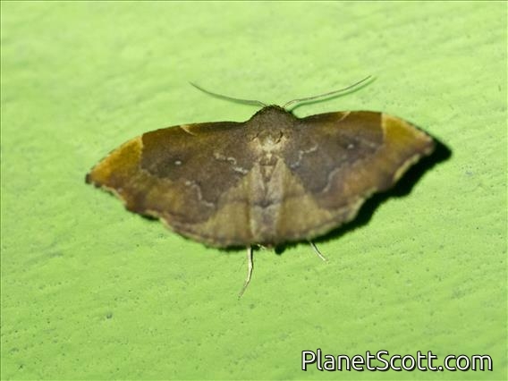 Cutworm Moth (Heterorta plutonis)