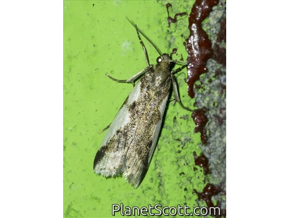 Pyralid Snout Moth (Pyralidae sp)