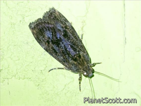 Immidae Moth (Moca sp)