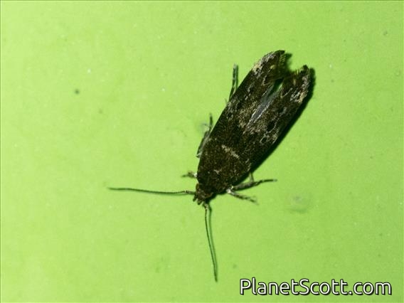 Curved-horn Moth (Gelechioidea sp)