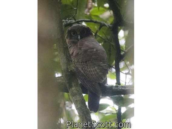 Rufous Owl (Ninox rufa)