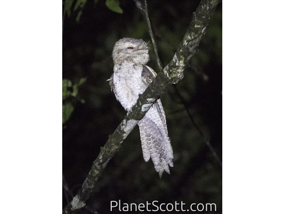 Papuan Frogmouth (Podargus papuensis)