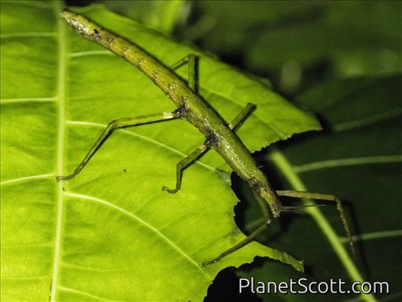 Stick Insect (Dimorphodes sp)