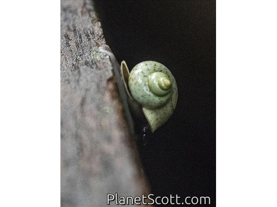 Land Snail (Cyclophoridae sp)