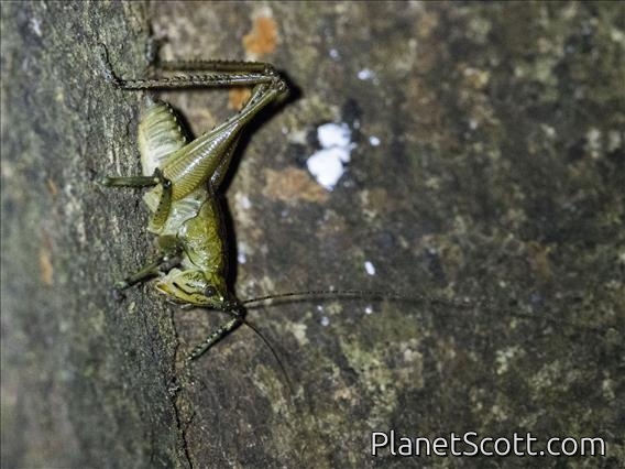 Katydid (Tettigoniidae sp)