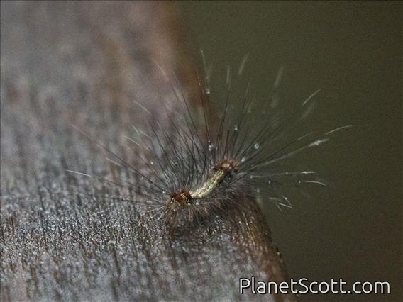 Caterpillar (Erebidae sp)