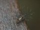 Lichen Moth Caterpillar (Lithosiini sp)