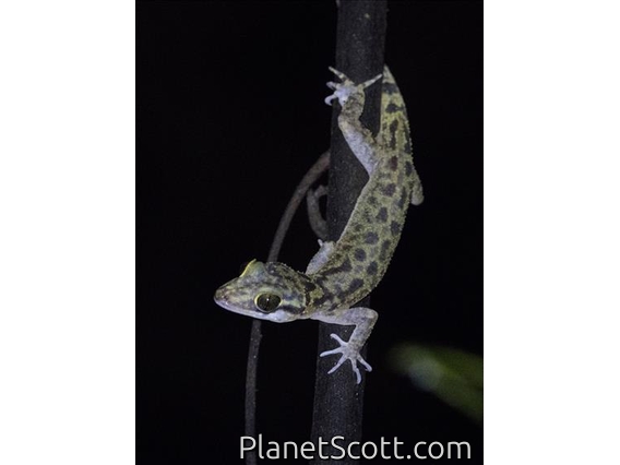 Papua Bow-fingered Gecko (Cyrtodactylus papuensis)