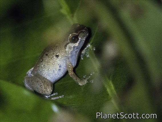 Narrow-mouth Toad (Cophixalus sp)