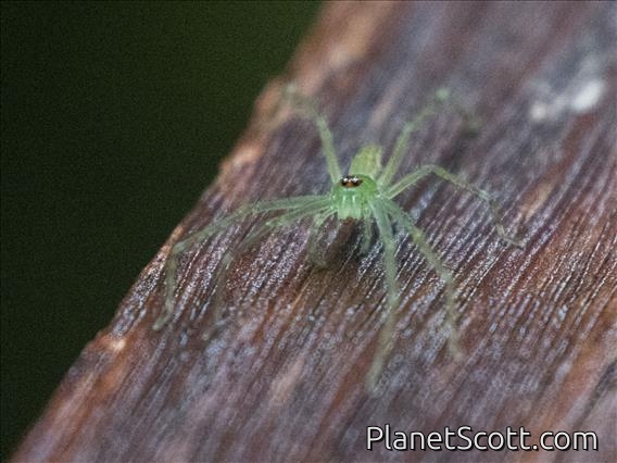 Huntsman Spider (Clastes sp)