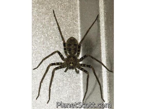 Huntsman Spider (Sparassidae sp)
