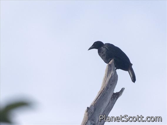 Glossy-mantled Manucode (Manucodia ater) 