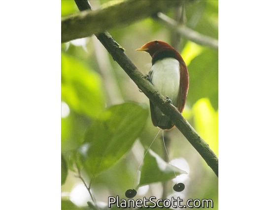 King Bird-of-paradise (Cicinnurus regius)