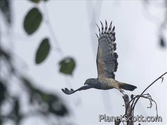 Pacific Baza (Aviceda subcristata)