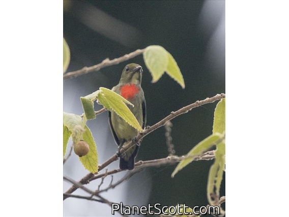 Olive-crowned Flowerpecker (Dicaeum pectorale)