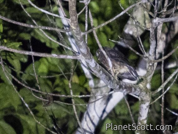 Papuan Boobook (Ninox theomacha)