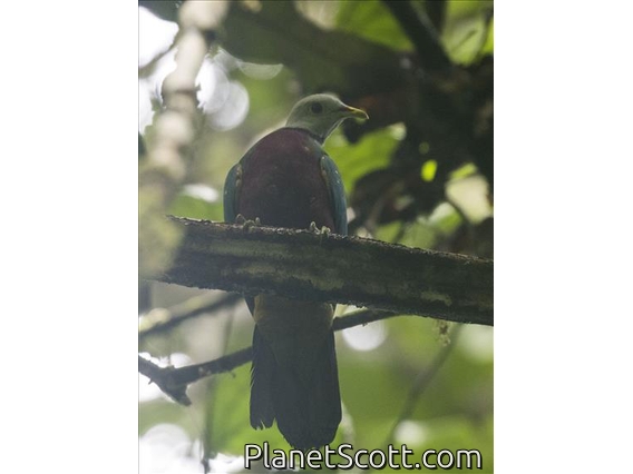 Wompoo Fruit-Dove (Megaloprepia magnifica)