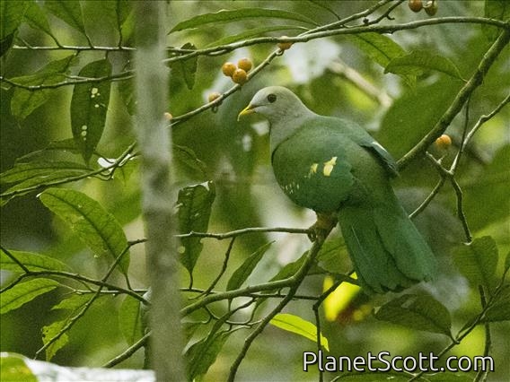 Wompoo Fruit-Dove (Megaloprepia magnifica)