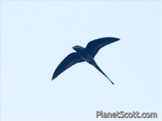 Moustached Treeswift (Hemiprocne mystacea)