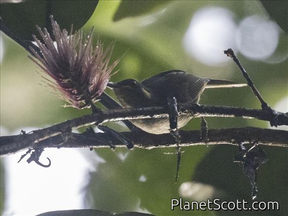 Mimic Honeyeater (Meliphaga analoga)