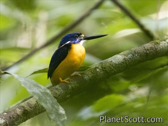 Azure Kingfisher (Ceyx azureus)
