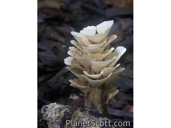 Pinwheel Mushroom (Marasmiaceae sp)