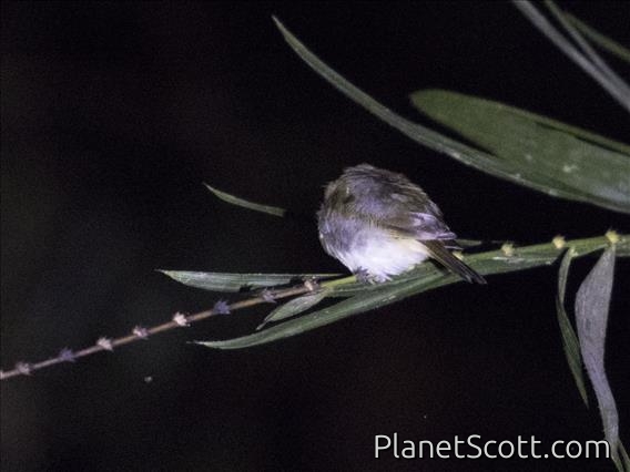 Black-sided Robin (Poecilodryas hypoleuca)