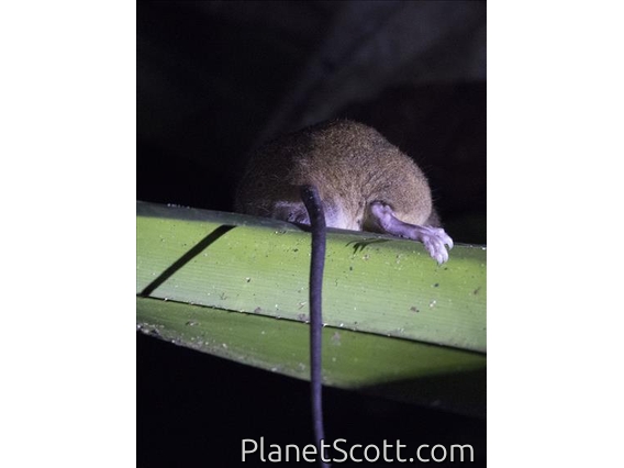 White-tailed Giant Rat (Uromys caudimaculatus)