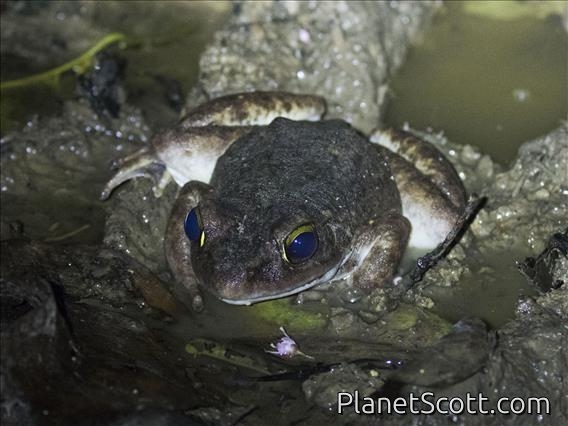 Arfak Mountains Frog (Papurana arfaki)