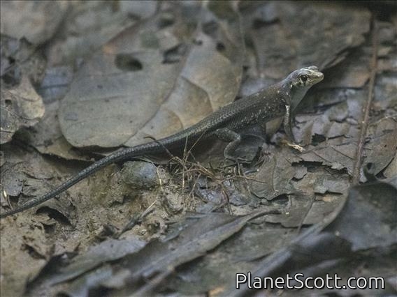Shrub Whiptail-Skink (Emoia longicauda)