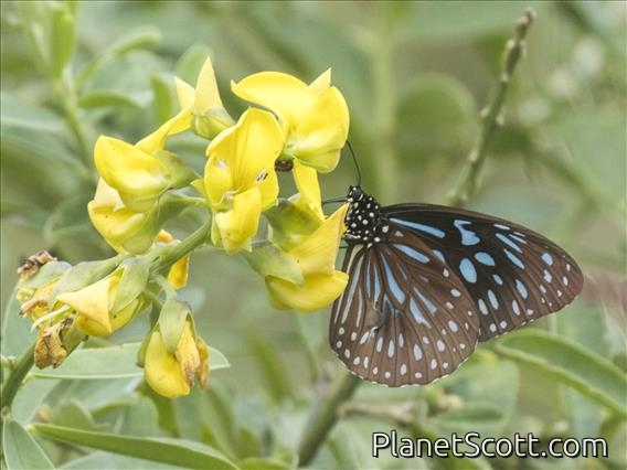 Blue Wanderer (Tirumala hamata)