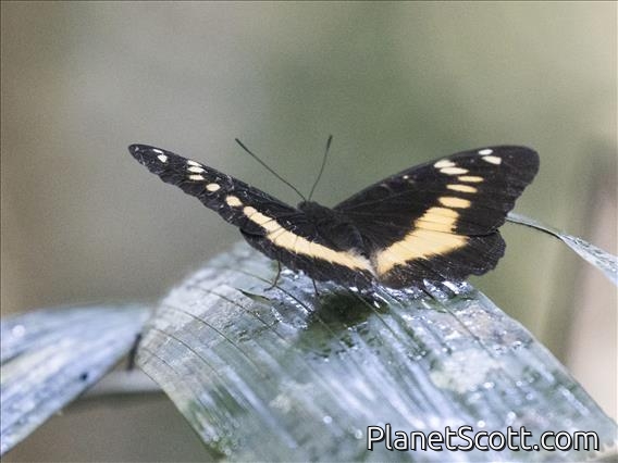 Orange-banded Plane (Lexias aeropa)