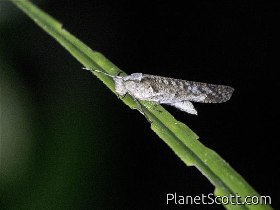 Gaudy Grasshopper (Desmopterini sp)