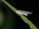 Gaudy Grasshopper (Desmopterini sp)