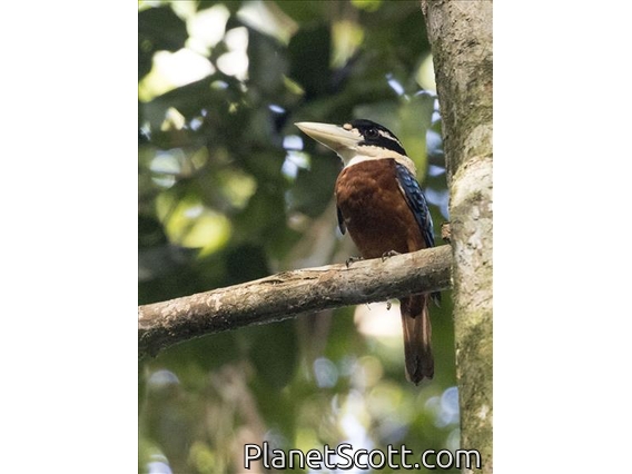 Rufous-bellied Kookaburra (Dacelo gaudichaud)