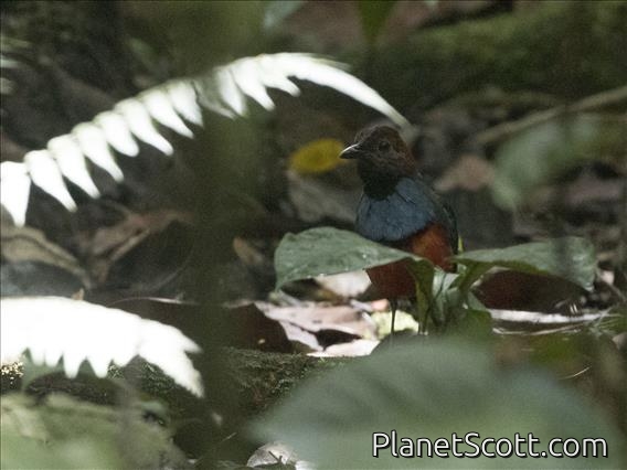South Papuan Pitta (Erythropitta macklotii)