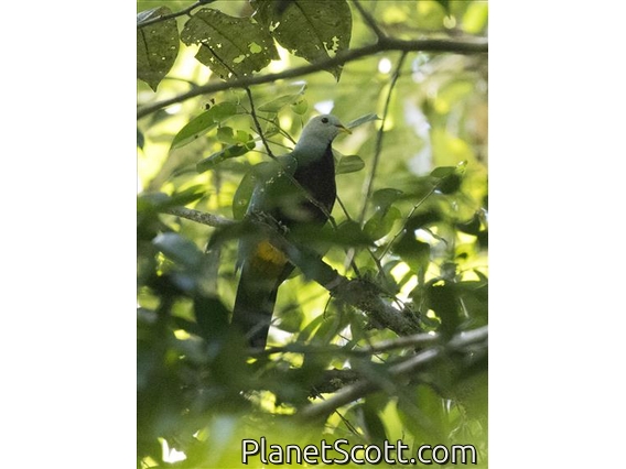 Wompoo Fruit-Dove (Ptilinopus magnificus)