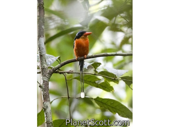 Red-breasted Paradise-Kingfisher (Tanysiptera nympha)