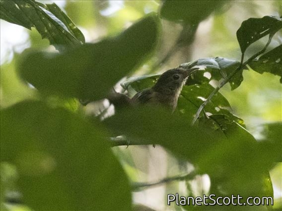 Little Shrikethrush (Colluricincla megarhyncha)