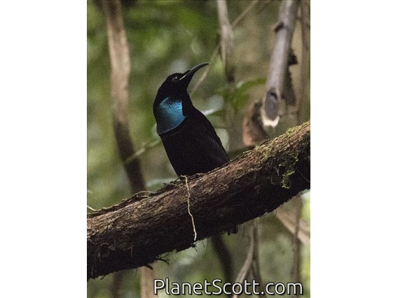 Magnificent Riflebird (Ptiloris magnificus) - Male