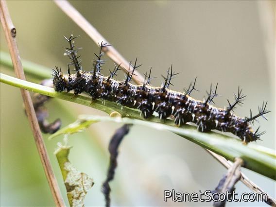 Spiky Caterpillar (Nymphalidae sp)