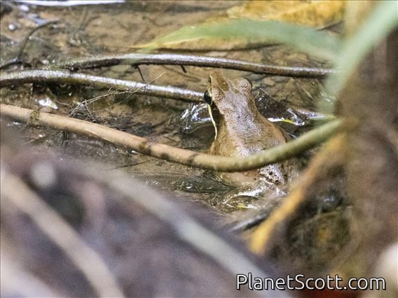 Papua Frog (Papurana papua)