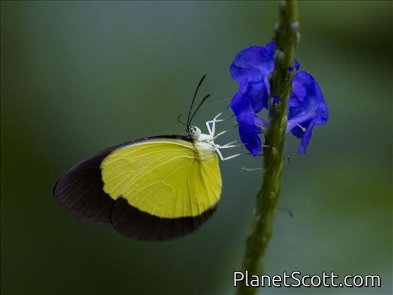 Broad-Margined Grass-Yellow (Puella sp)